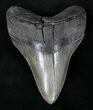 Sharply Serrated Megalodon Tooth - South Carolina #21719-1